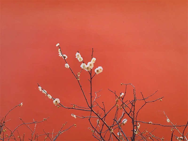 遠山古剎，暗香浮動(圖1)