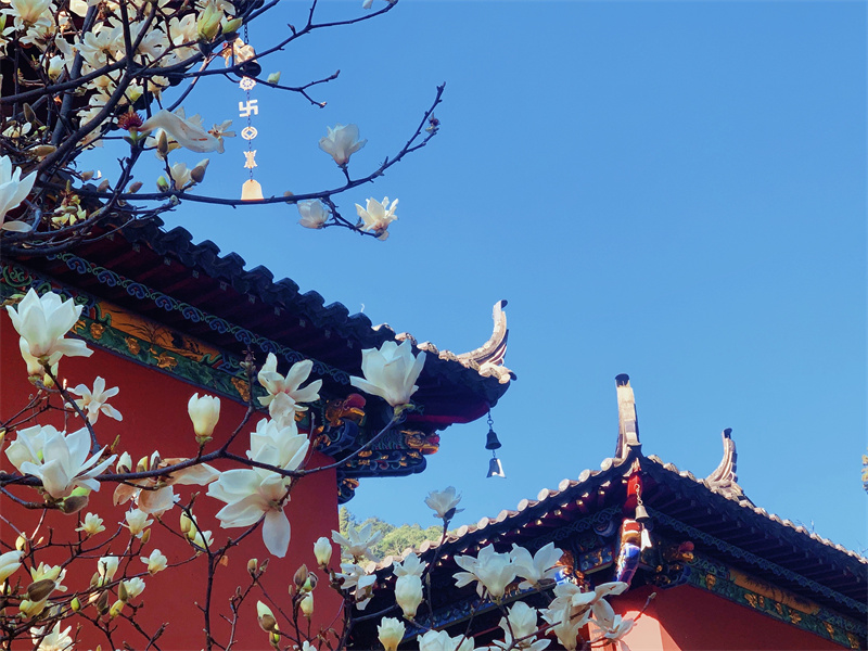 遠山古剎，暗香浮動(圖2)